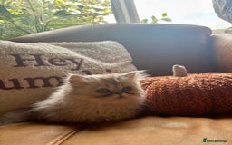 Persian cats for sale: Beautiful Pedigree Persians  - Image 19