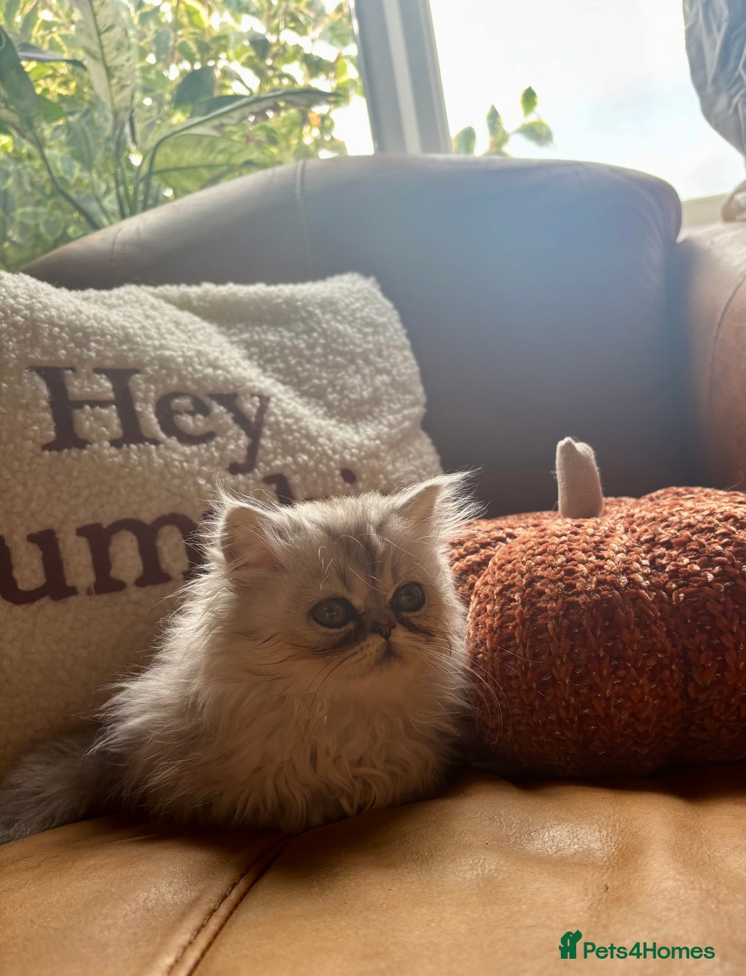 Persian cats for sale: Beautiful Pedigree Persians  - Image 19