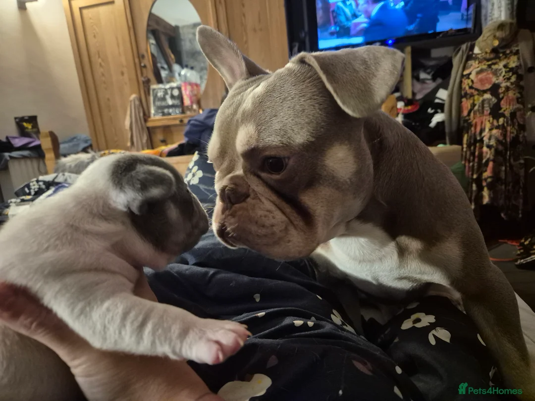 French Bulldog dogs for stud: Isabella French Bulldog for Stud - Advert 4