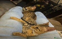 Savannah cats for sale: F2 savannah  - Image 4