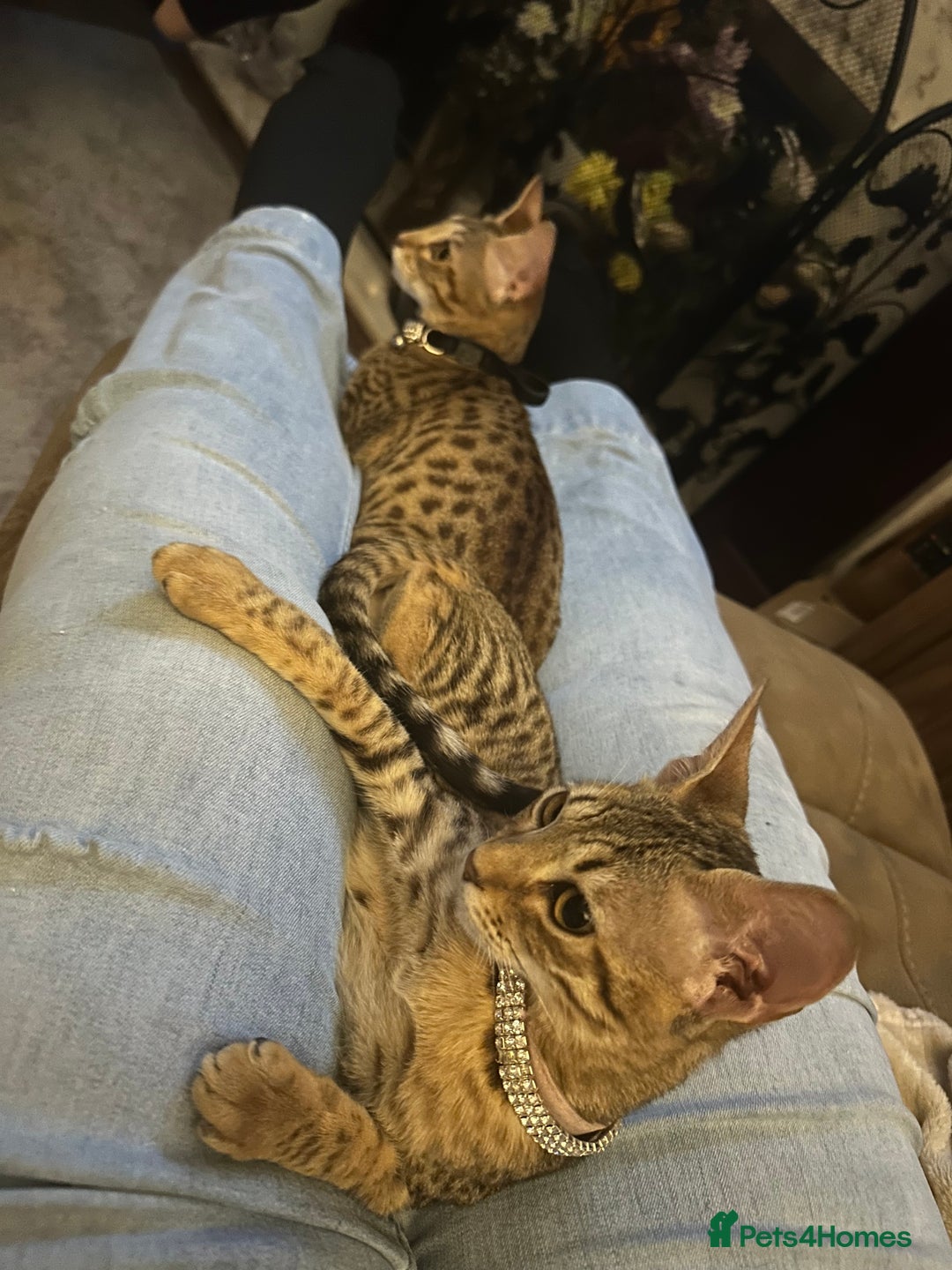 Savannah cats for sale: F2 savannah  - Image 4