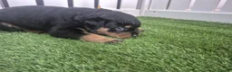 Rottweiler dogs for sale: Adorable, Confident, Chunky KC Rottie Pups  - Advert 11