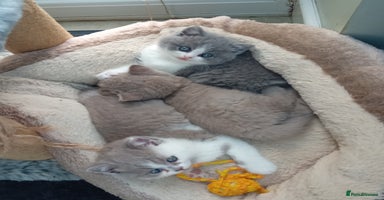 British Shorthair cats - Advert 11