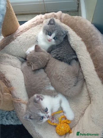 British Shorthair cats - Advert 1