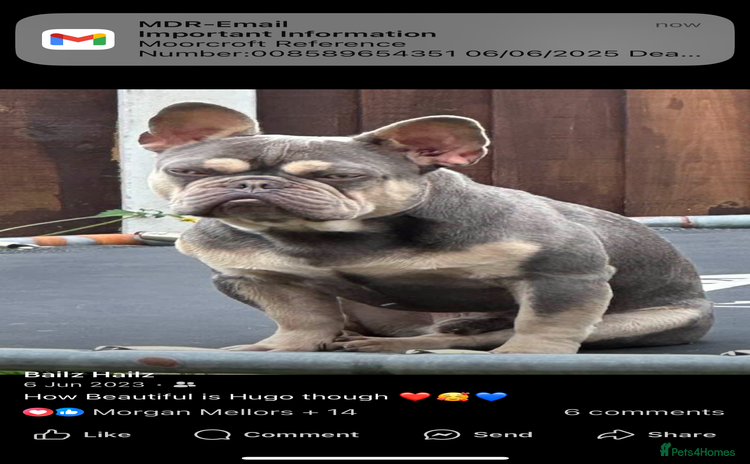 French Bulldog dogs - Advert 2