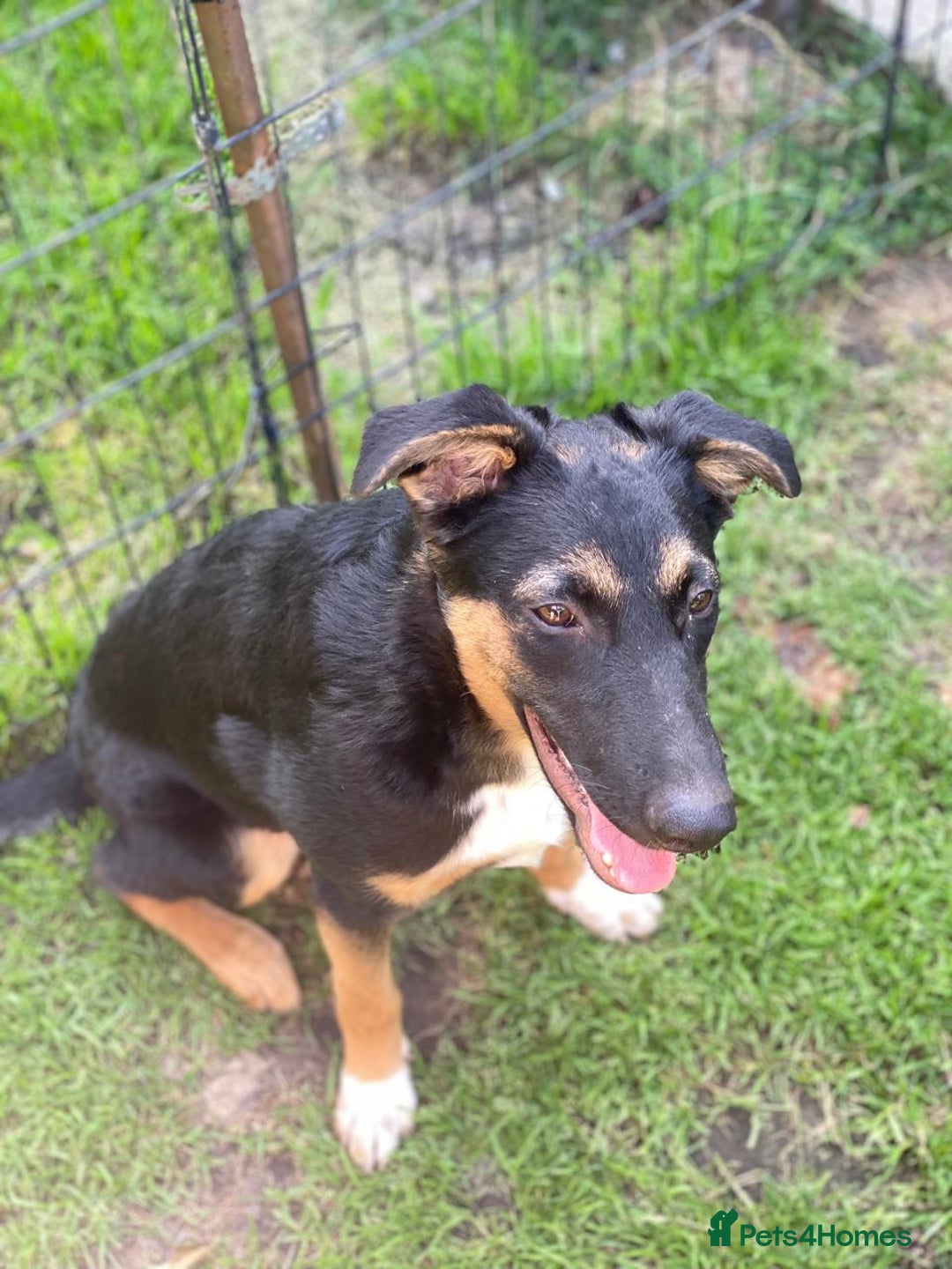 Mixed Breed dogs for adoption: 💙🐶 MAX 🐶💙 - Image 7