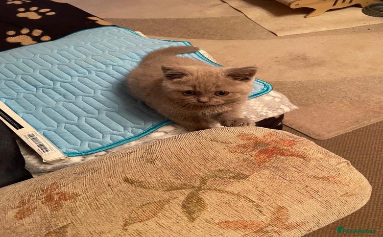 British Shorthair cats - Advert 3