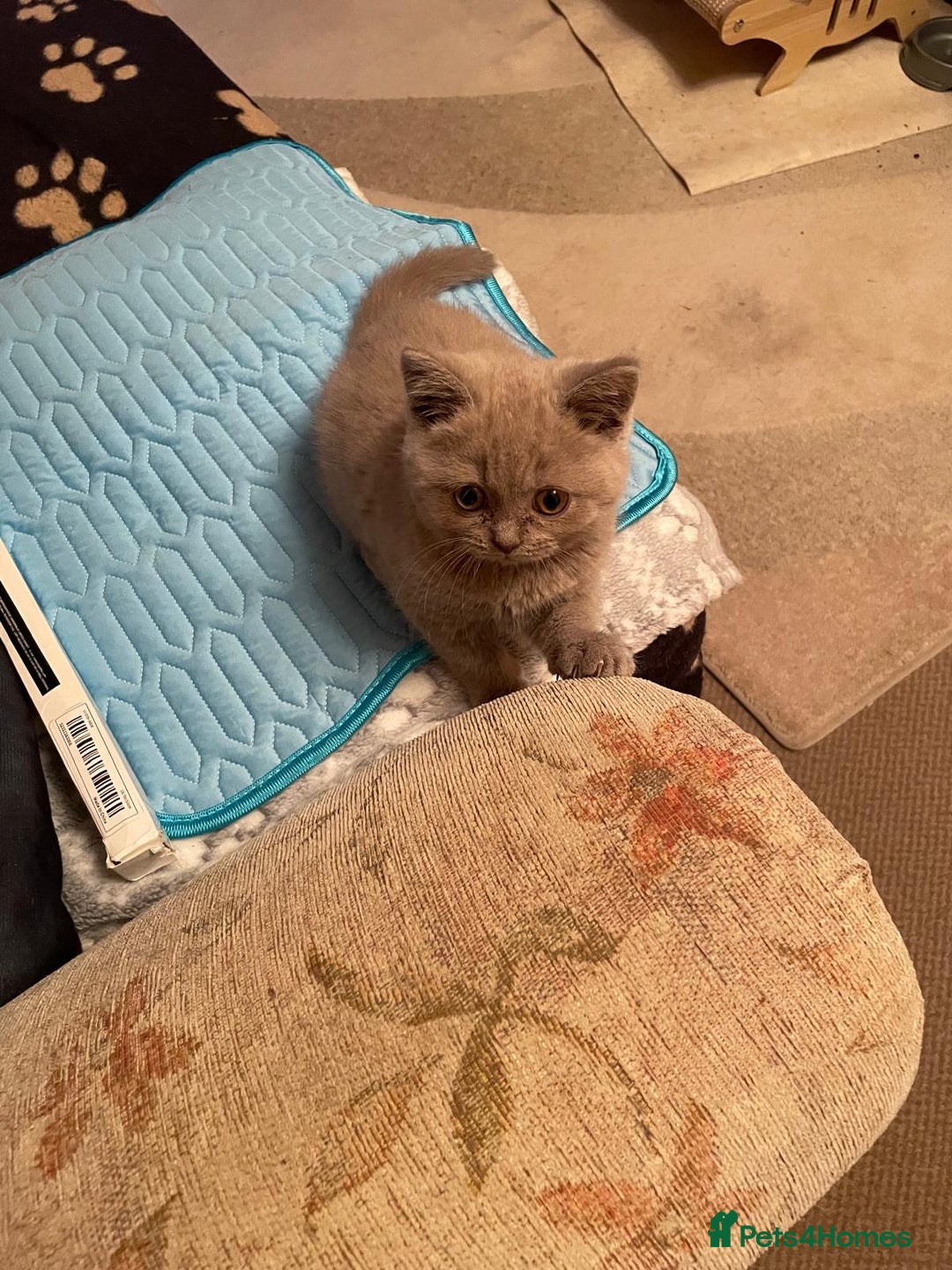 British Shorthair cats for sale: British Lilac Shorthair Kitten Male - Image 1