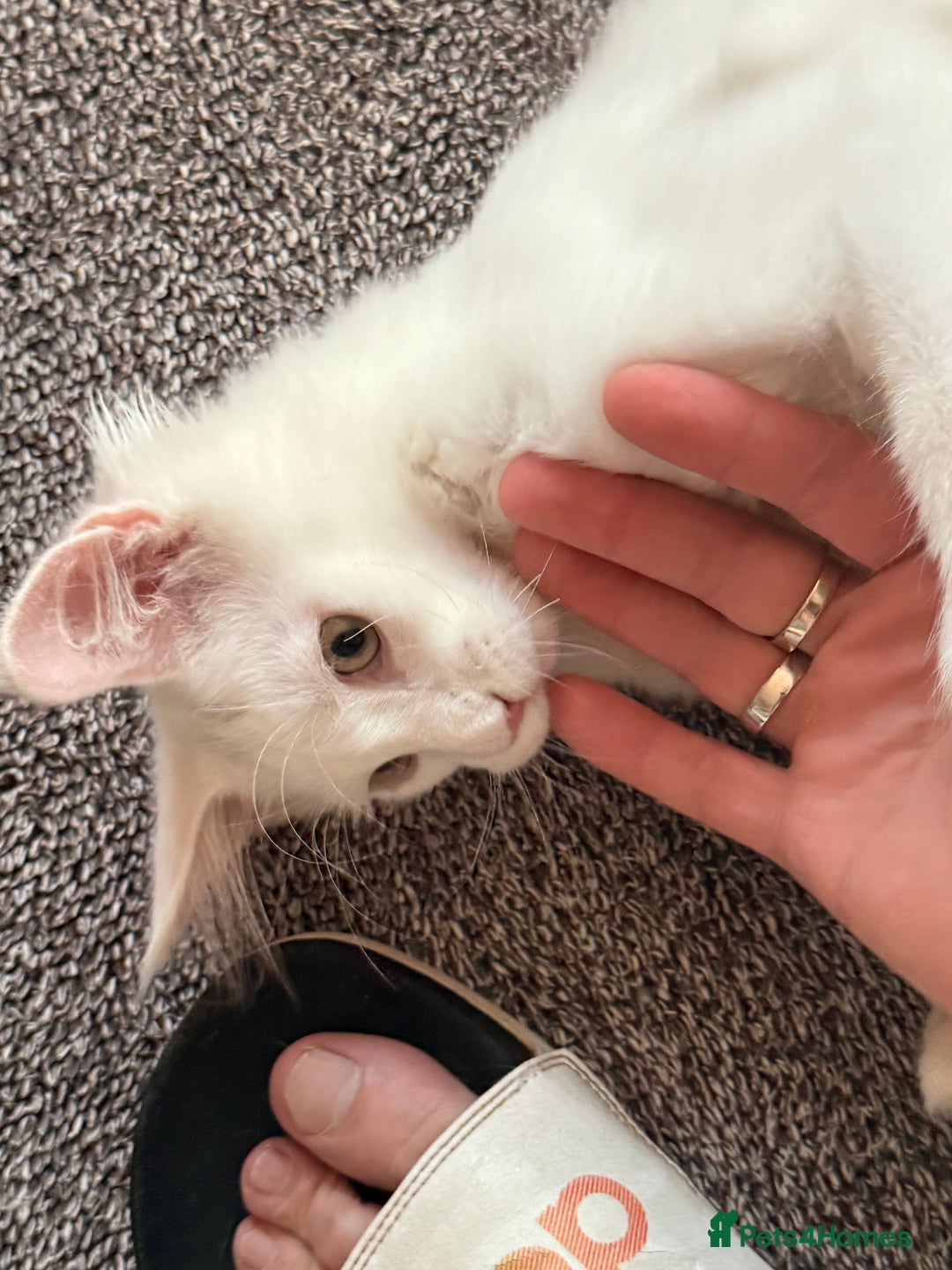 Maine Coon cats for sale: ✨ White Polydactyl Maine Coon Boy – Ready Now! ✨ - Image 10