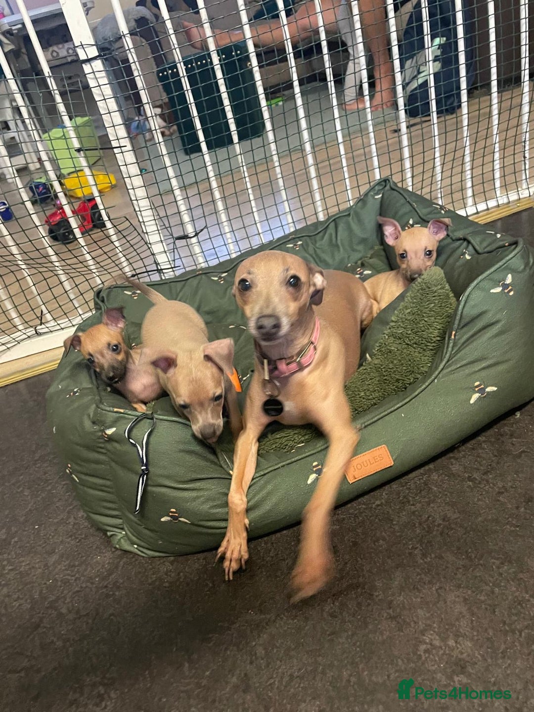 Italian Greyhound dogs for sale: Ready from next week Little Italian Greyhound pups - Image 31
