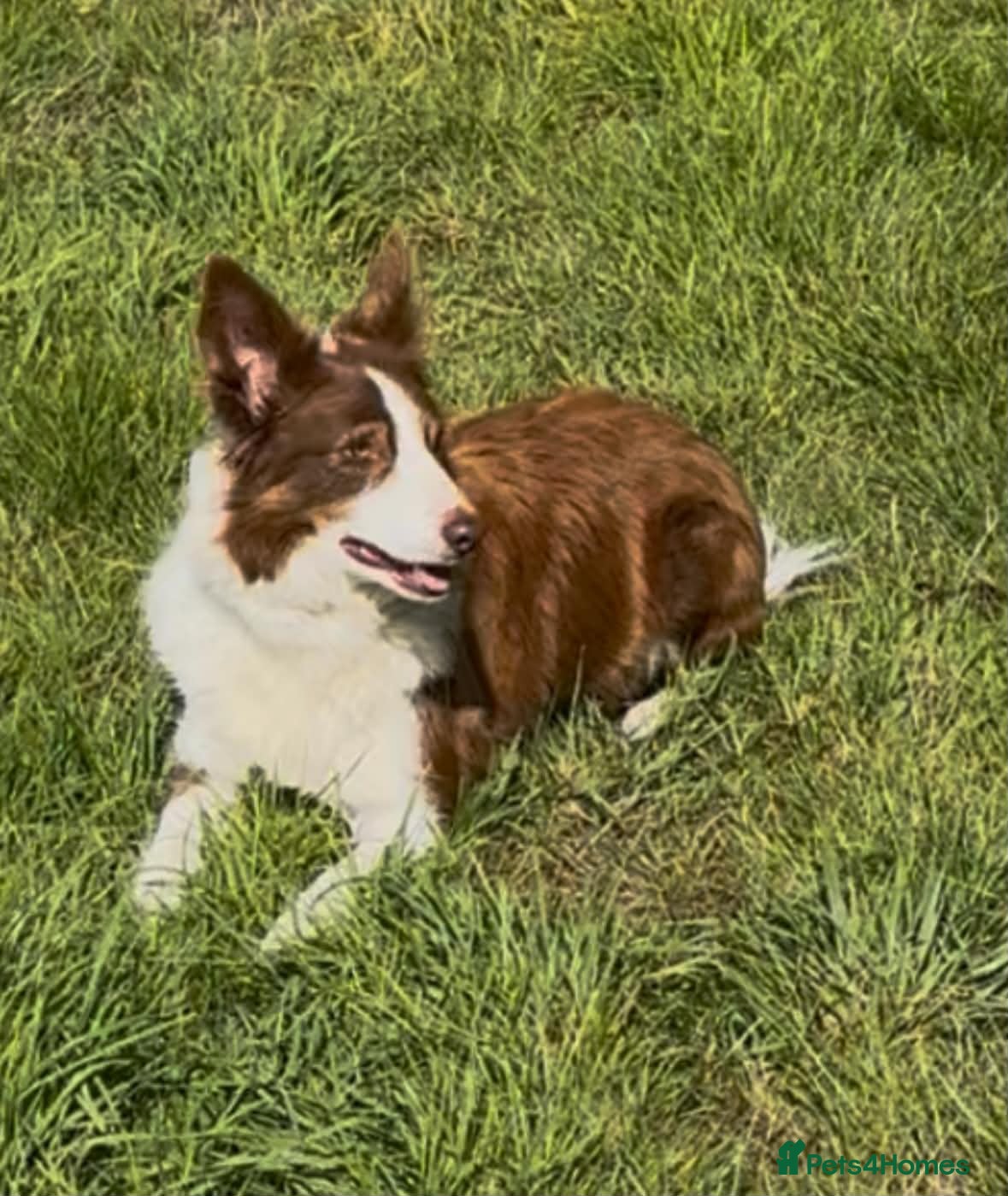 Mixed Breed dogs Gorgeous Collie cross Retriever pupd - Advert 1
