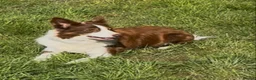 Mixed Breed dogs for sale: Gorgeous Collie cross Retriever pups - Advert 6