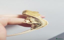 Gecko reptiles for sale: Crested Gecko Gargoyle &  Leachianus Gecko  in Wigston - Image 18