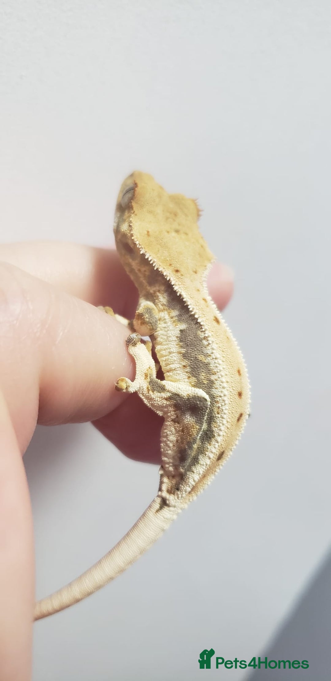 Gecko reptiles for sale: Crested Gecko Gargoyle &  Leachianus Gecko  in Wigston - Image 18