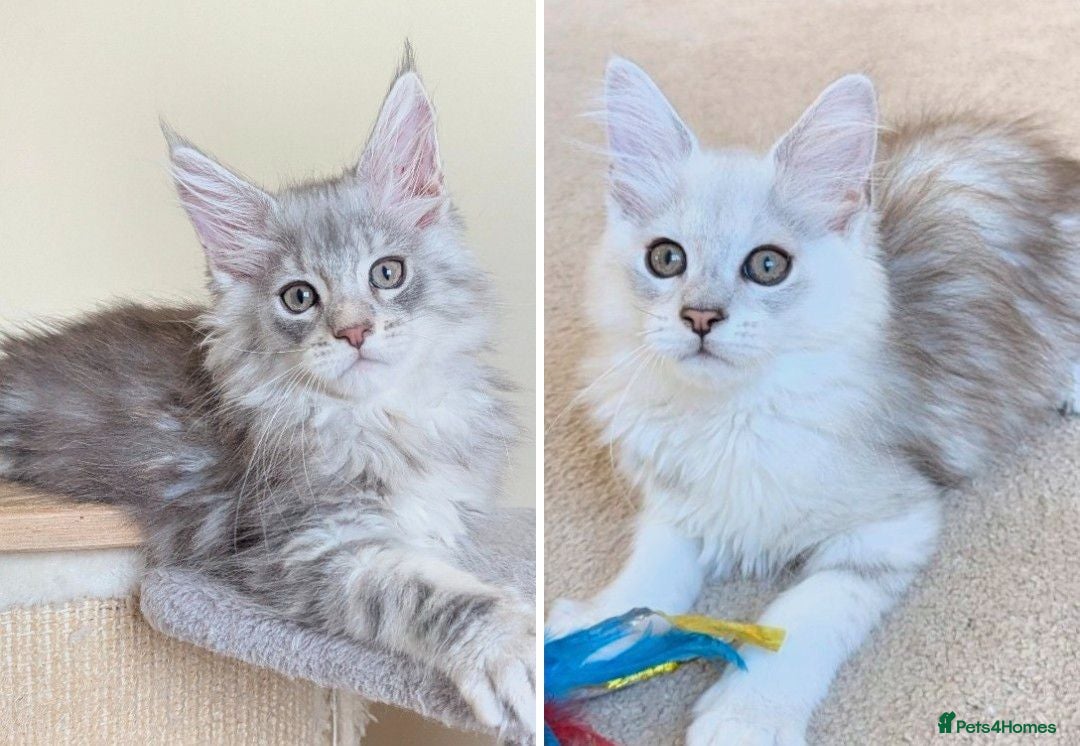Maine Coon cats Male Maine Coon Kittens  - Advert 13