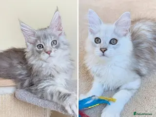 Maine Coon cats Male Maine Coon Kittens - Advert 13
