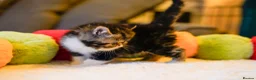 Persian cats for sale: Exotic Persian kittens  - Advert 22