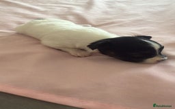 Papillon dogs for sale: KC reg petite Papillon puppies for forever homes - Image 8