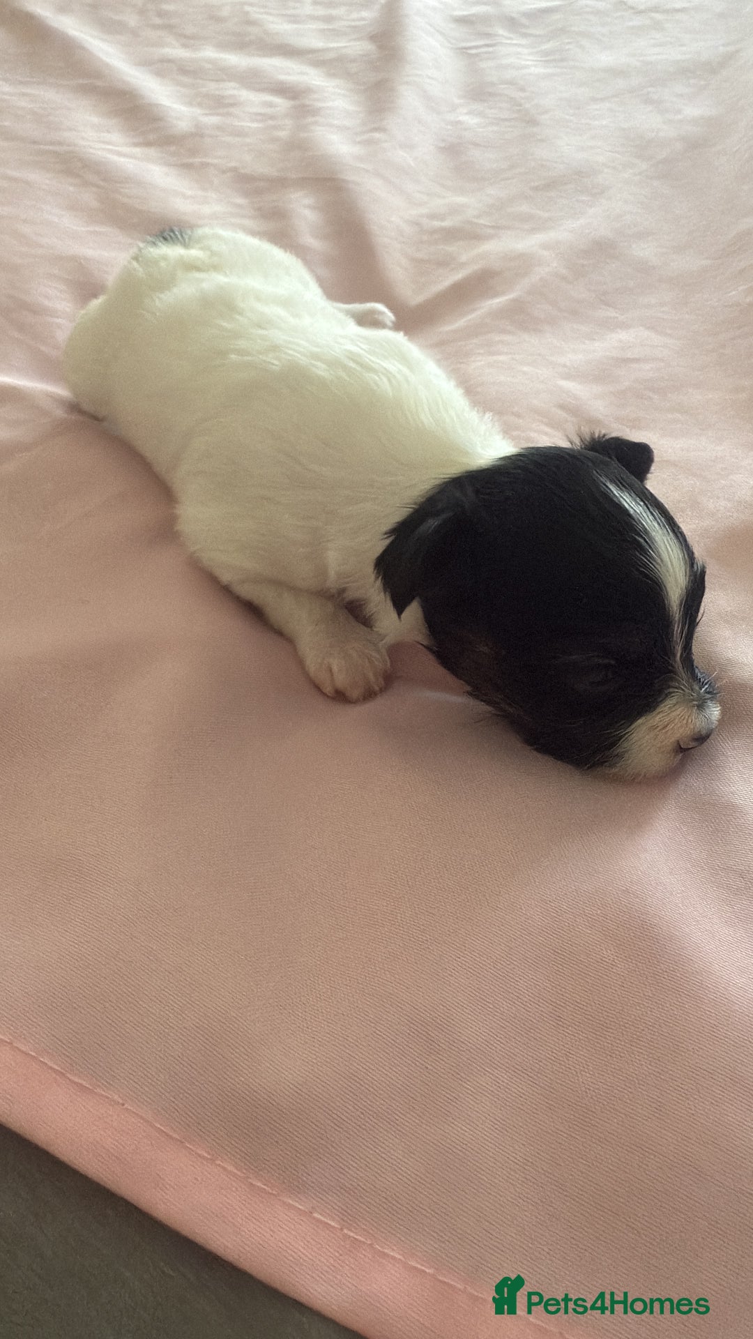 Papillon dogs for sale: KC reg petite Papillon puppies for forever homes - Image 8