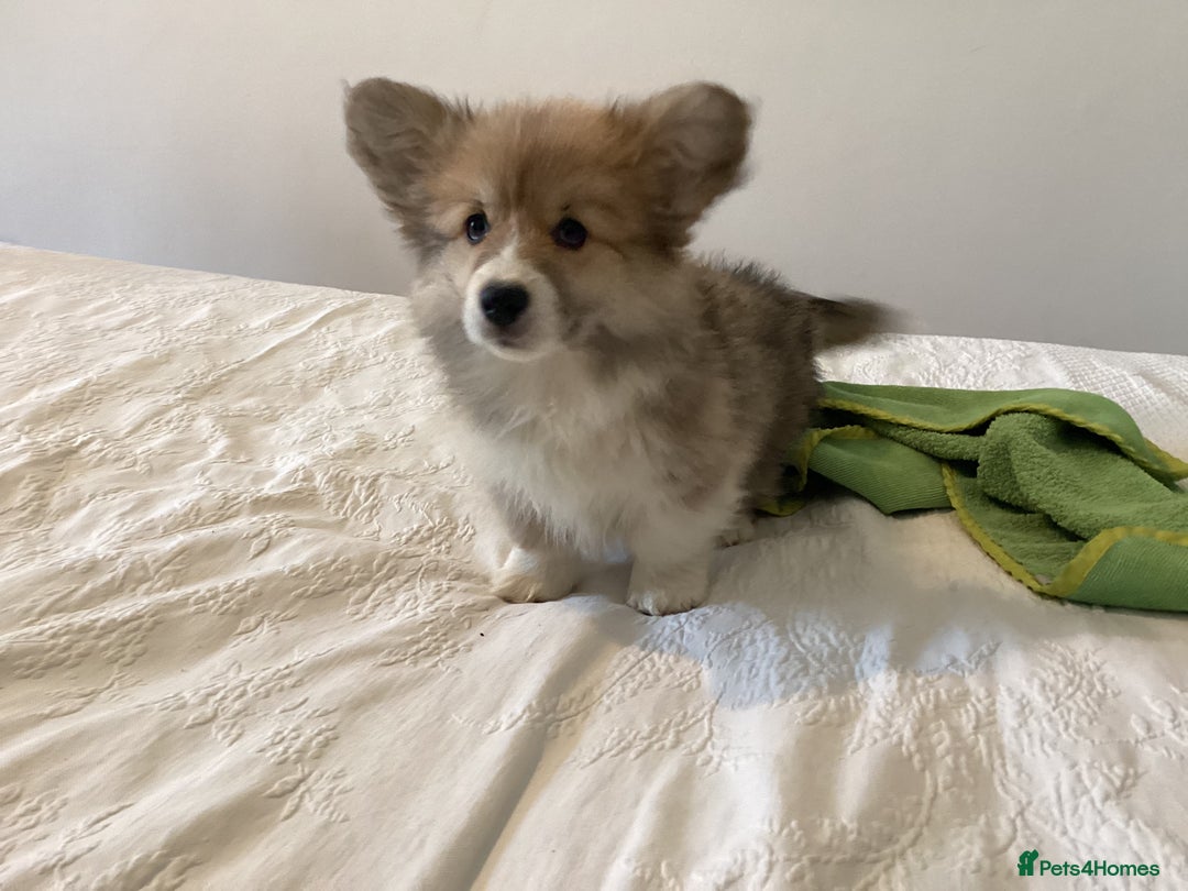 Welsh Corgi Pembroke dogs for sale: Welsh Pembroke Corgi Ready to leave 2 girls 1 boys - Advert 4