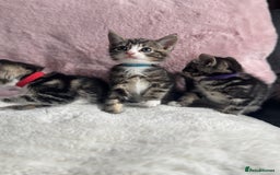 Mixed Breed cats for sale: Kittens  - Image 5