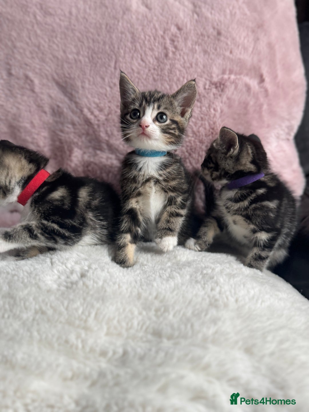 Mixed Breed cats for sale: Kittens  - Image 5