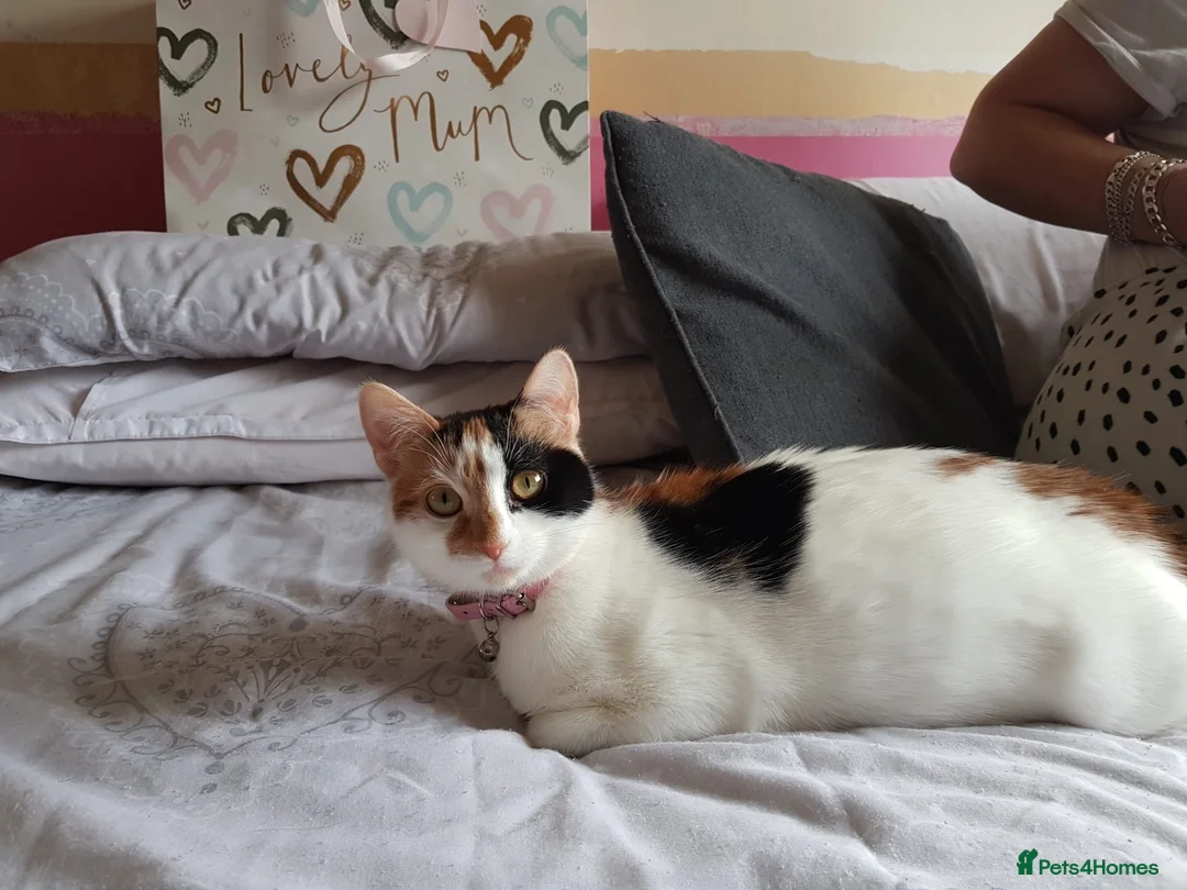 Mixed Breed cats for sale: Kittens for sale - Advert 1
