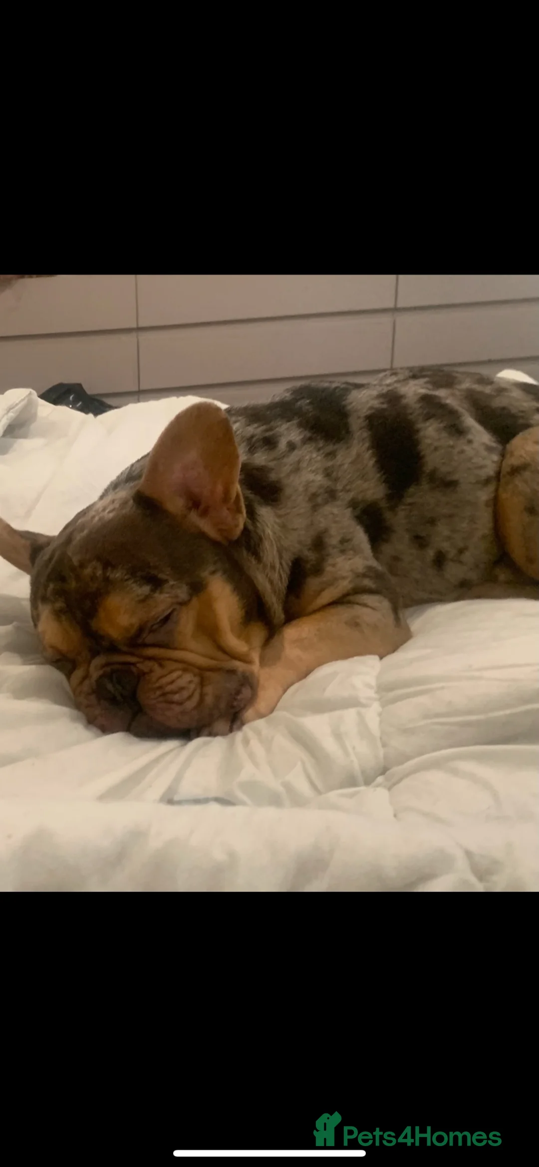 French Bulldog dogs for sale: 3 year old male French bulldog - Advert 2