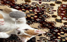 Mixed Breed cats for sale: calico male kitten READY TO LEAVE - Image 12