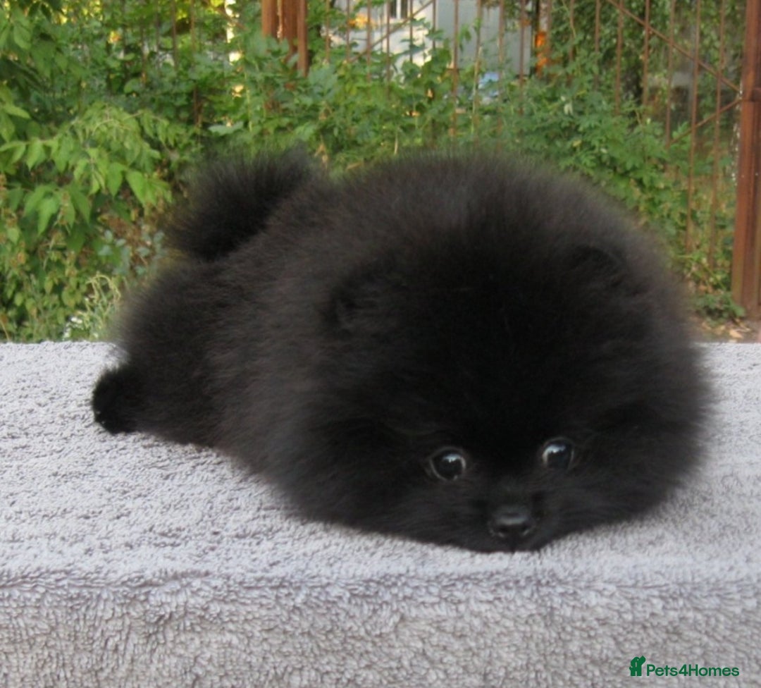 Pomeranian dogs for sale: 900g at 4 months! Show 🏆 quality boy!  - Image 6