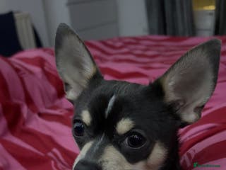Chihuahua dogs for stud: Pablo, Blue Tri Chihuahua - Advert 1