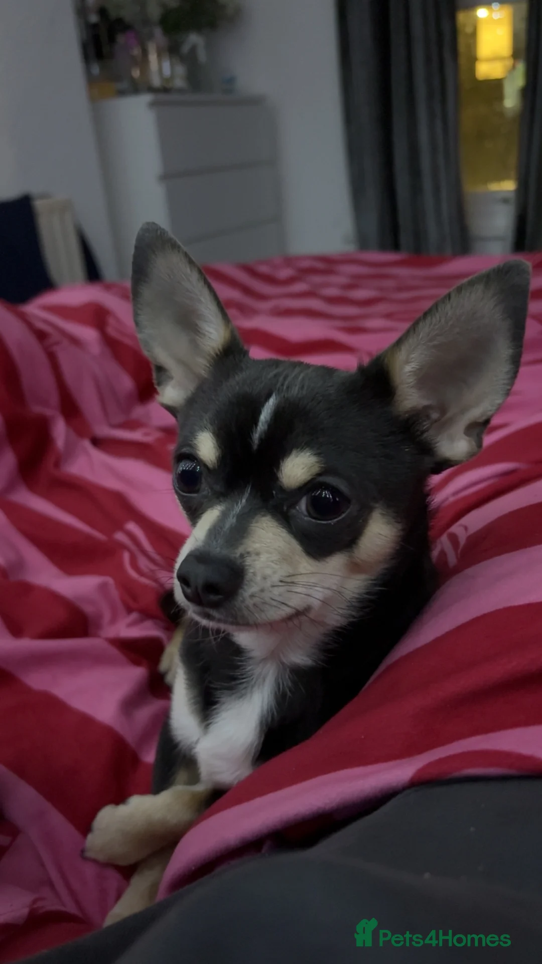 Chihuahua dogs for stud: Pablo, Blue Tri Chihuahua  - Advert 1