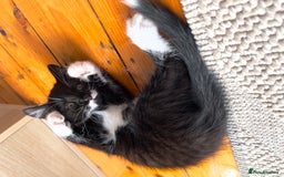 Mixed Breed cats for sale: siamese x siberian tuxedo kittens - Advert 37
