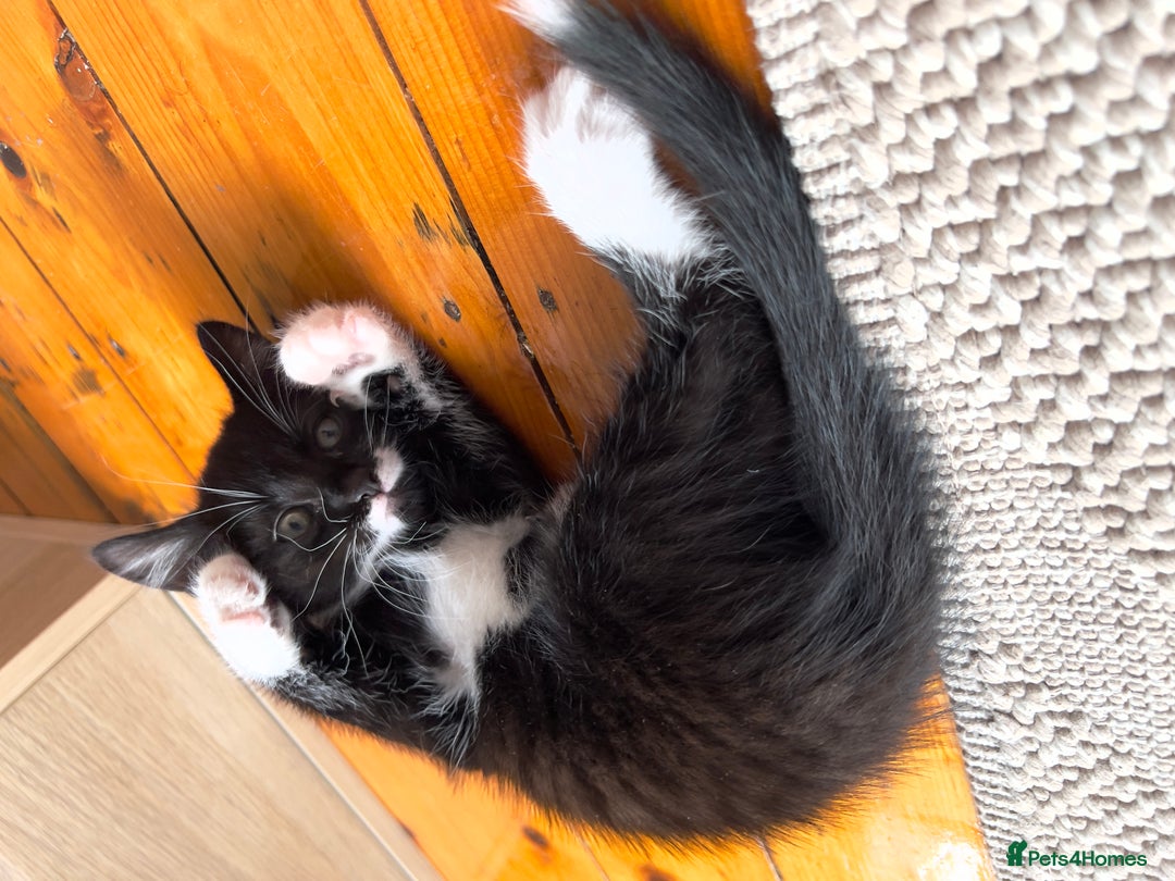 Mixed Breed cats for sale: siamese x siberian tuxedo kittens - Advert 37