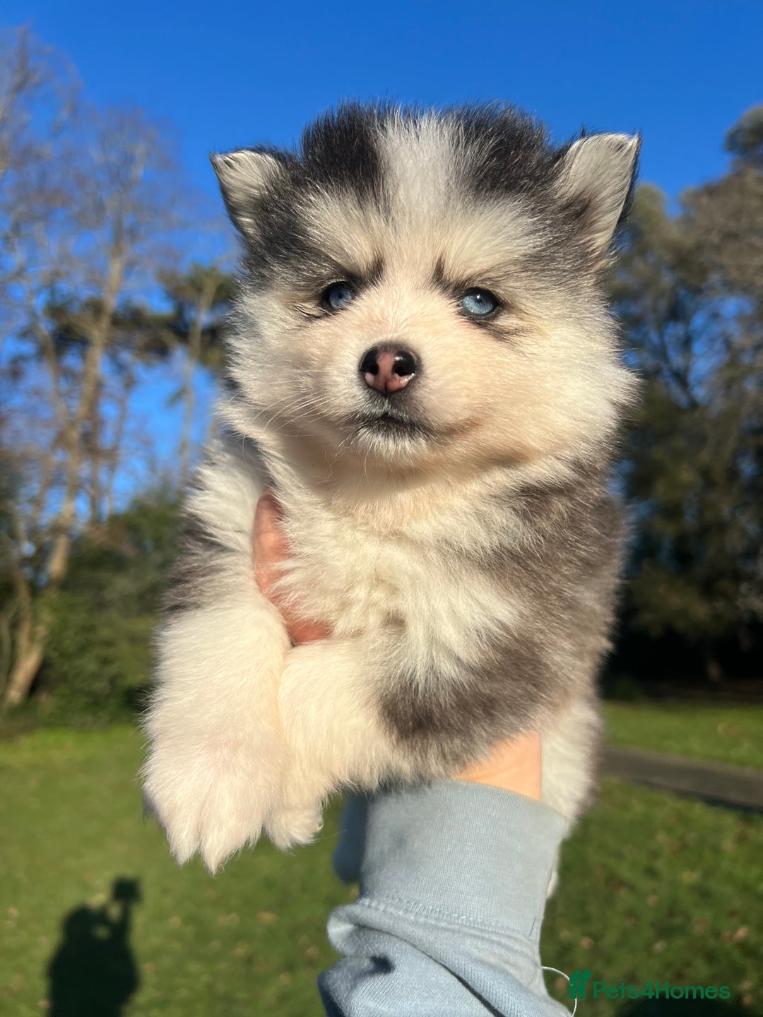 Pomsky dogs for sale: F4 Toy Pomsky Puppies - Advert 9