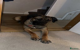 Cane Corso dogs for sale: Female Cane Corso in Warrington - Image 1