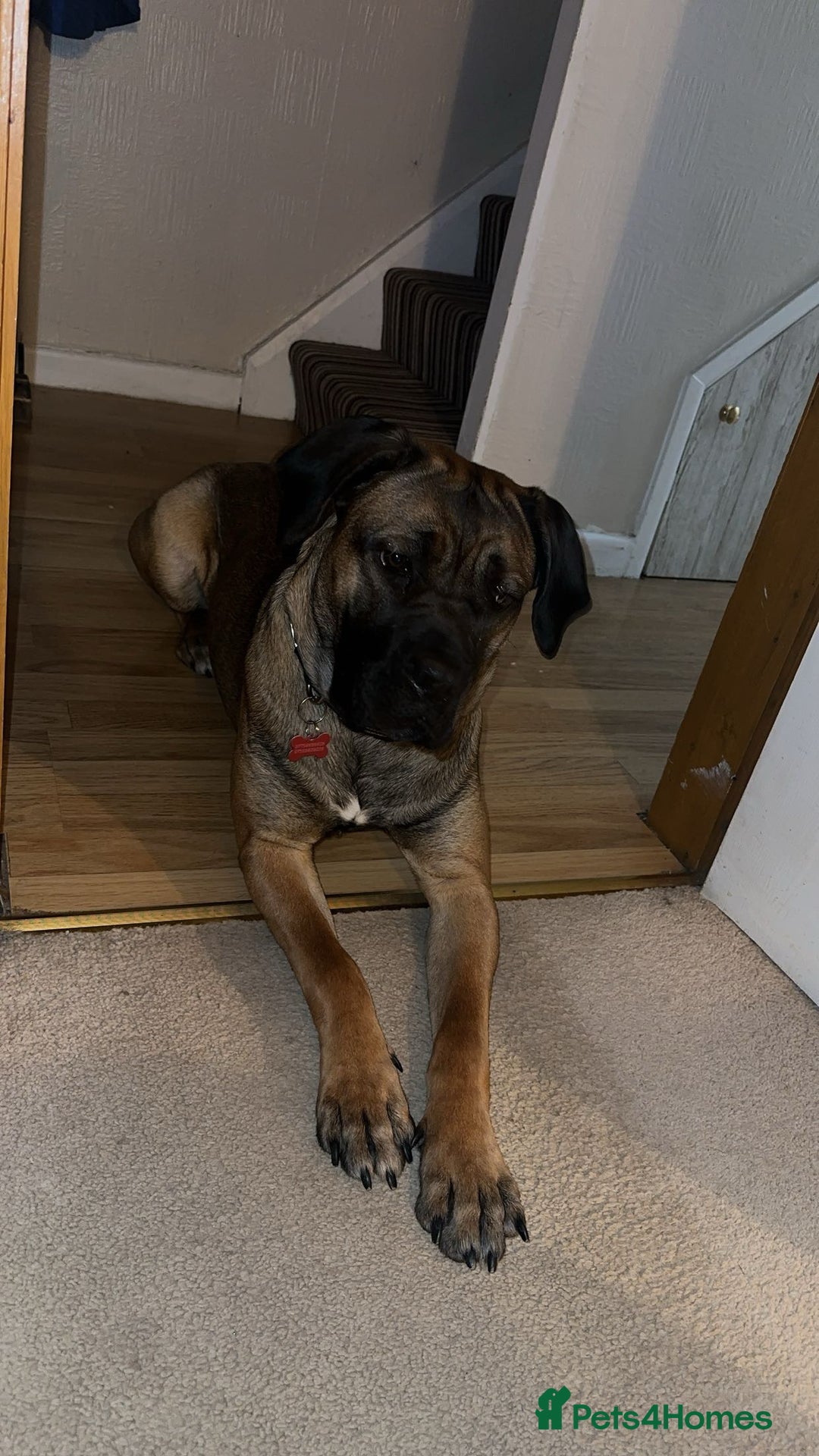 Cane Corso dogs for sale: Female Cane Corso in Warrington - Image 1