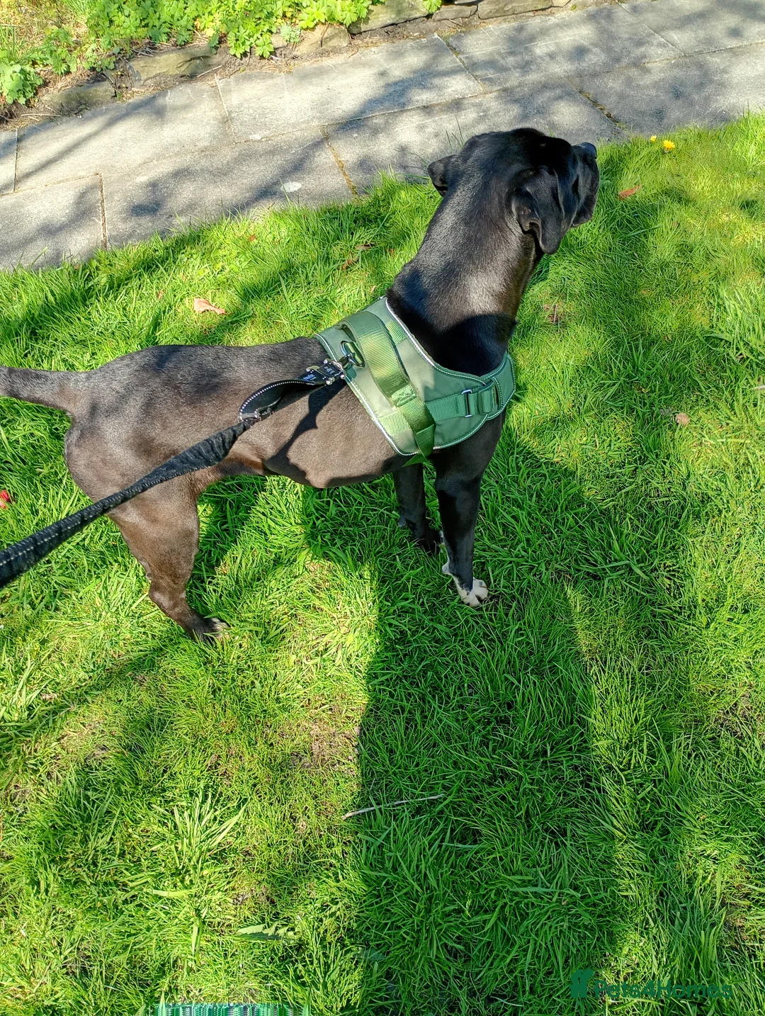 Mixed Breed dogs for sale: Cane corso x presa bitch for sale  in Rossendale - Advert 3