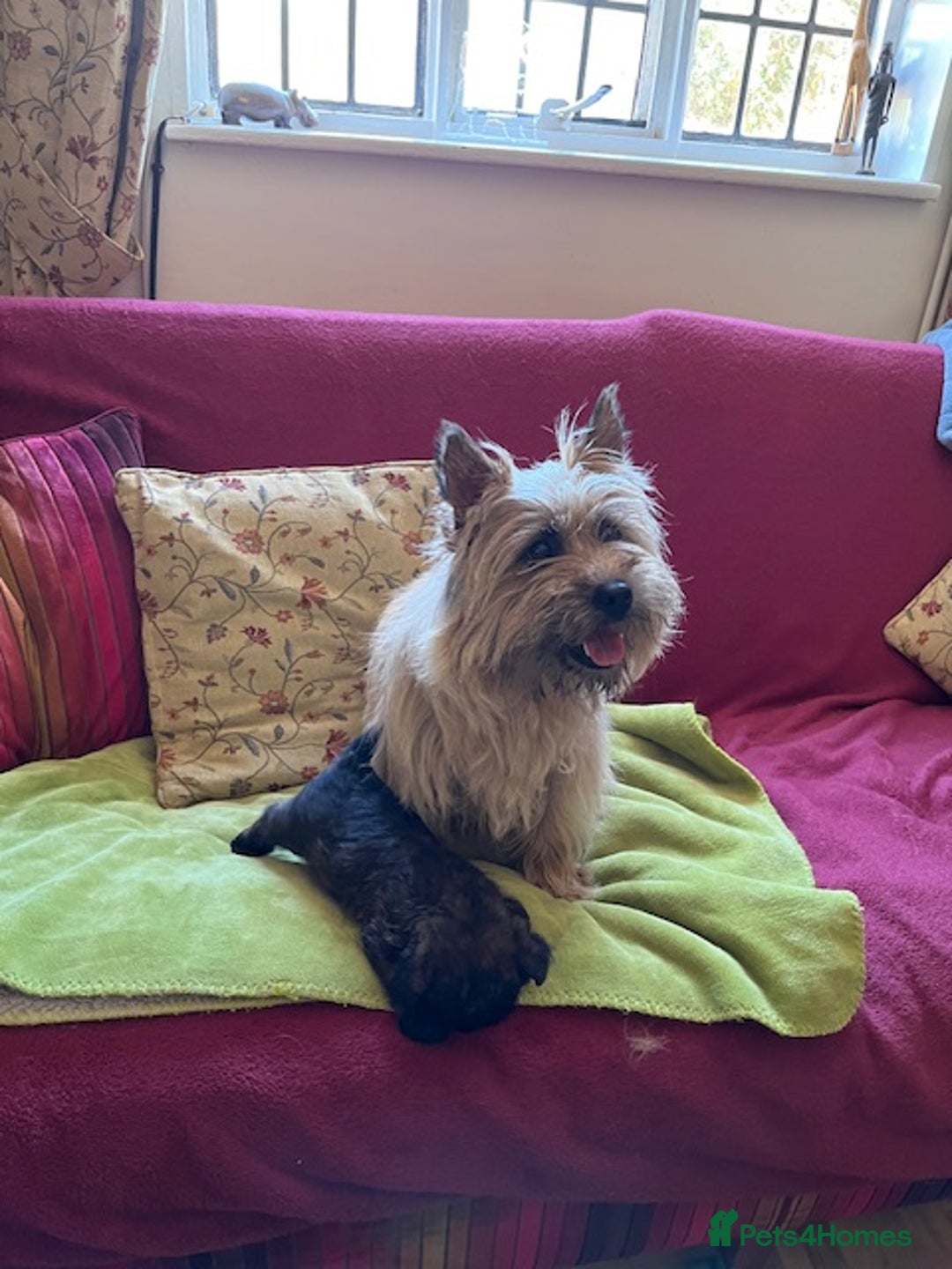 Cairn Terrier dogs for sale: Friendly and outgoing puppy - Image 3