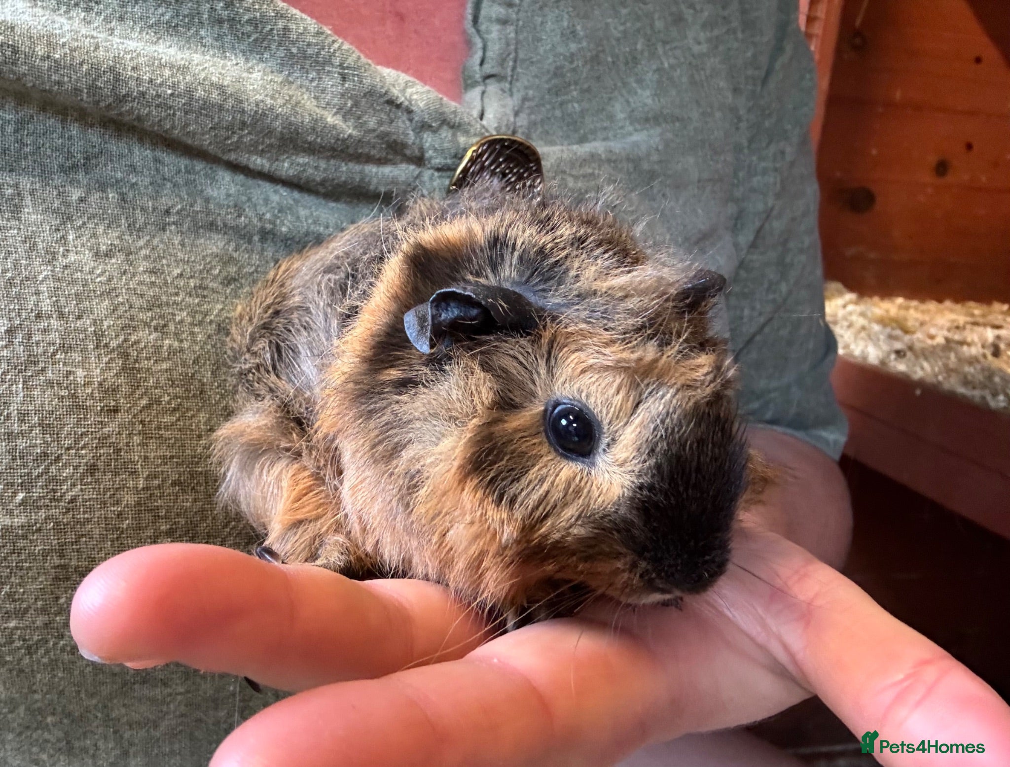 Guinea Pig rodents female Guineapigs   - Advert 12