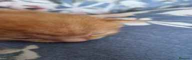 Ginger boy 