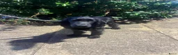 Cocker Spaniel dogs for sale: Beautiful Cocker Spaniels  for sale in Redditch - Advert 4