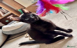 Mixed Breed cats for sale: Lovely bengal mix kittens: tabby, ginger, black - Image 4