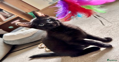 Mixed Breed cats - Advert 3