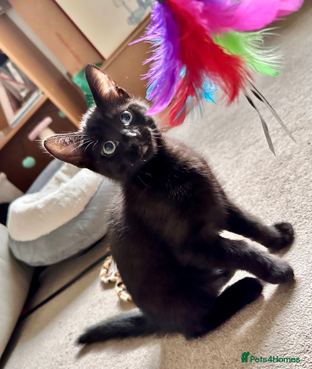 Mixed Breed cats for sale: Lovely bengal mix kittens: tabby, ginger, black - Image 4