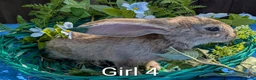 Continental Giant rabbits for sale: Continental Giant babies - Advert 13