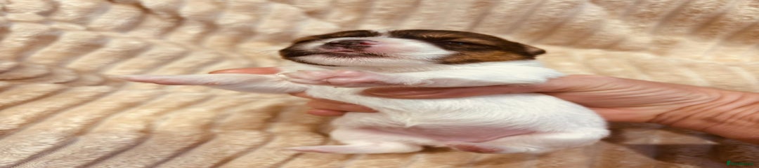 Jack Russell Puppy 5