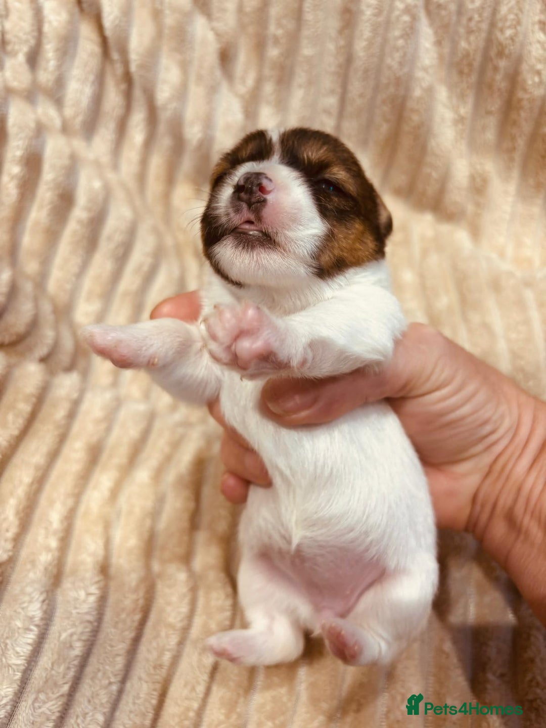 Jack Russell dogs for sale: 5 old-fashioned, rough head Jack Russell Puppies - Image 9