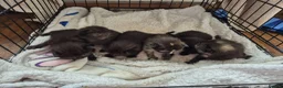 Mixed Breed cats for sale: 6 beautiful Kittens  - Advert 16
