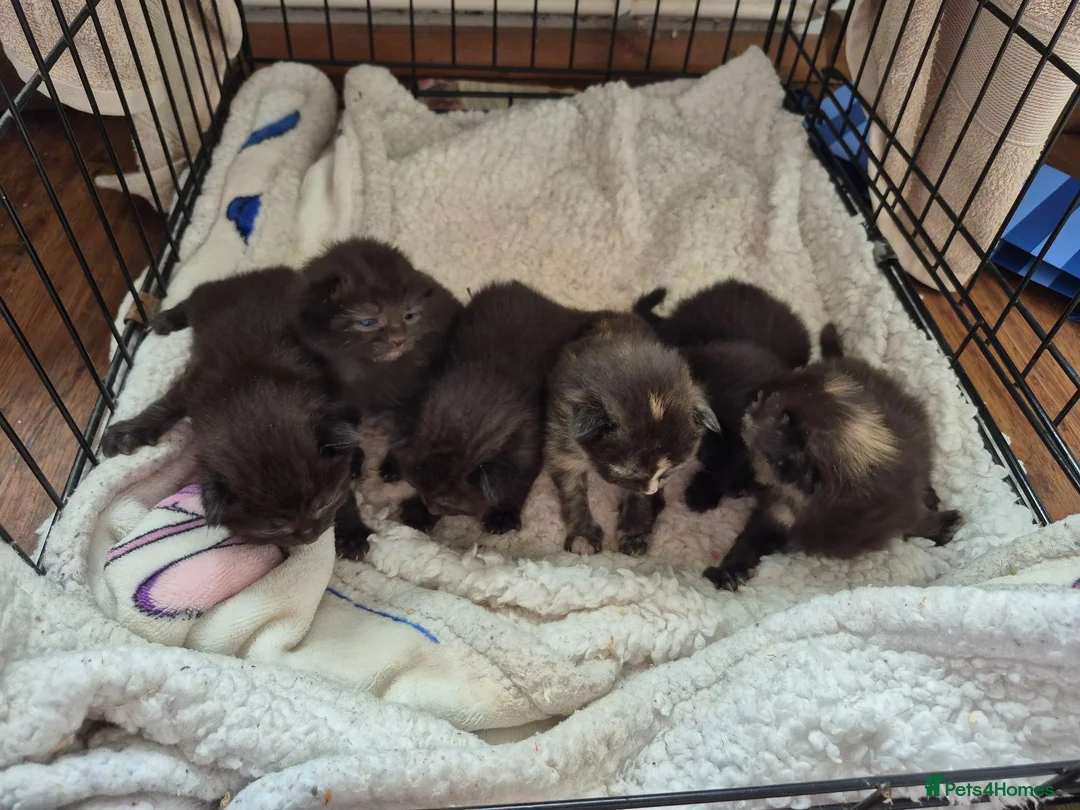 Mixed Breed cats for sale: 6 beautiful Kittens  - Advert 16